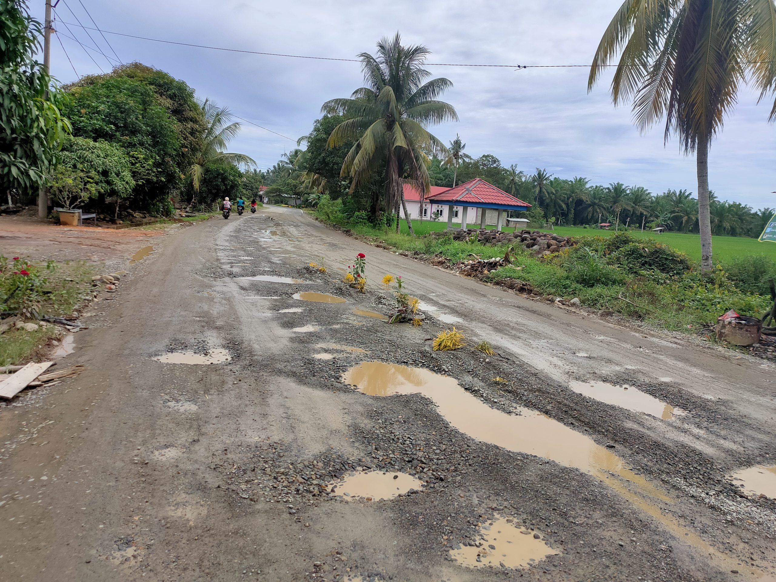 Protes Santun, Jalan Berdebu Berhias Bunga