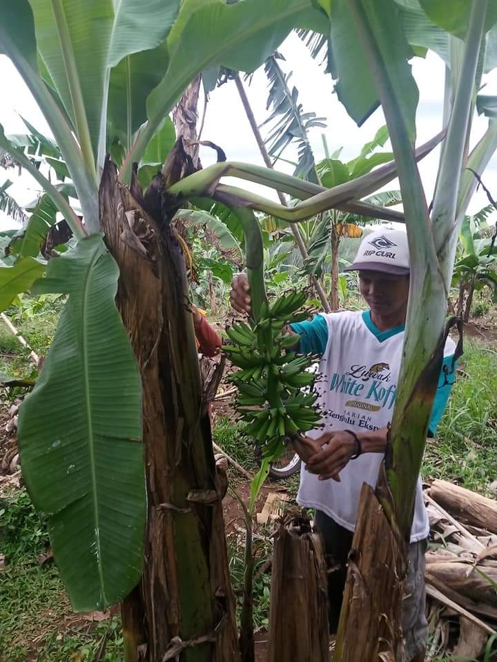 Langka, Pisang Berbuah Dua Kali