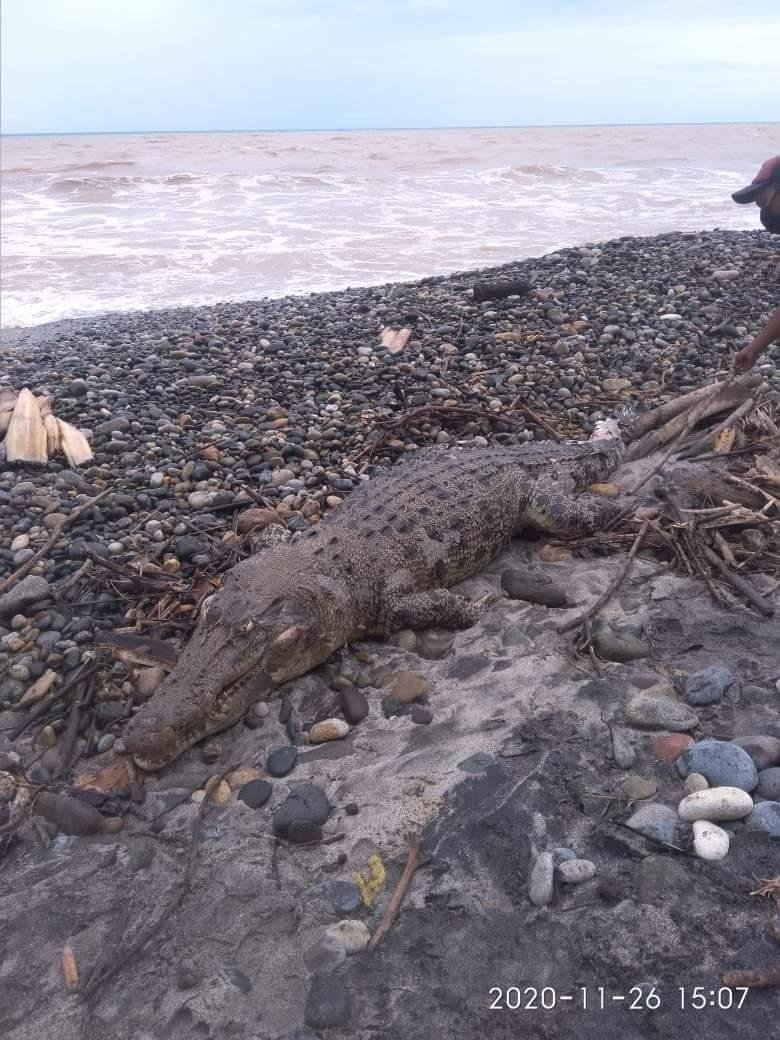 Lagi, Buaya Sabai Ditemukan Mati