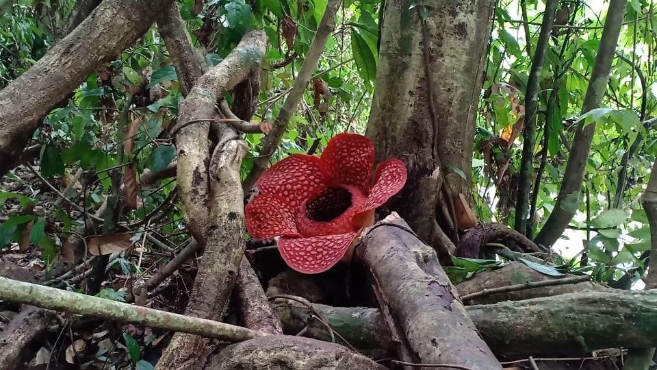 Raflesia Kembali Mekar di BU