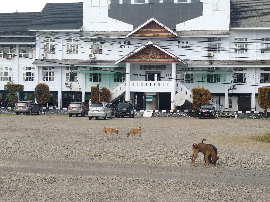 Komplek Perkantoran ‘Sarang’ Anjing Liar