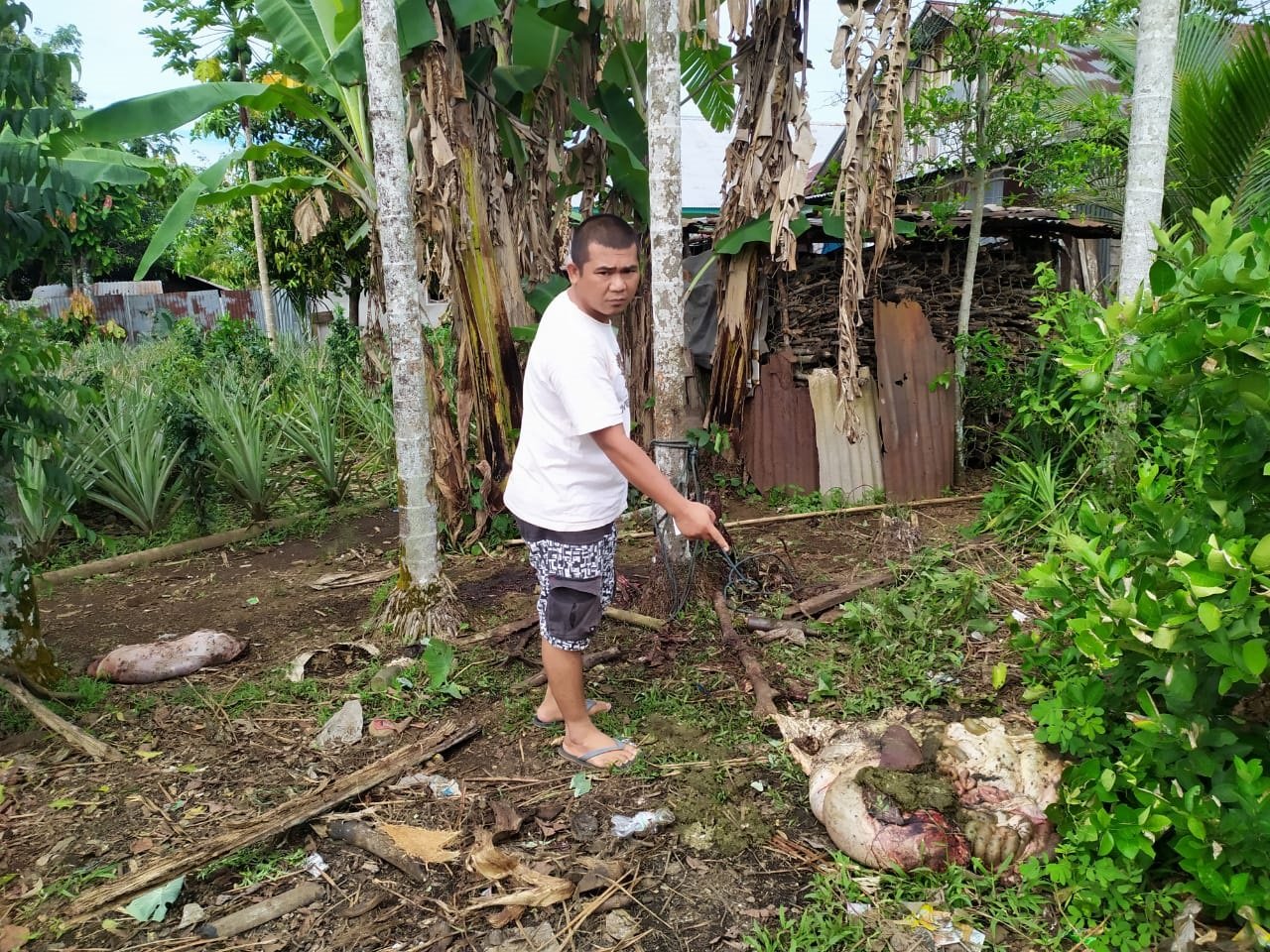 Sapi Dijagal Dekat Rumah Warga