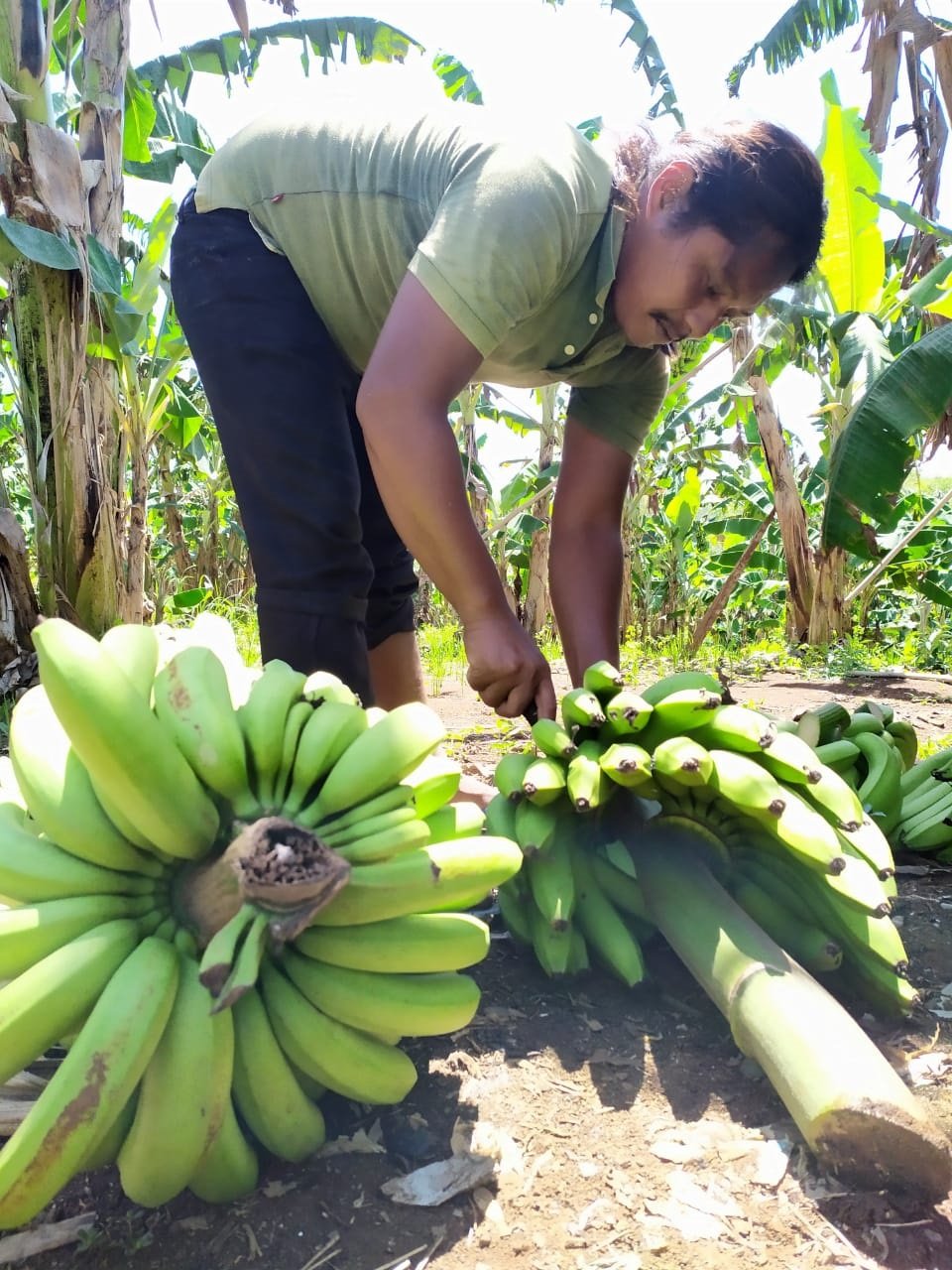 Pentingnya Intensifikasi Lahan