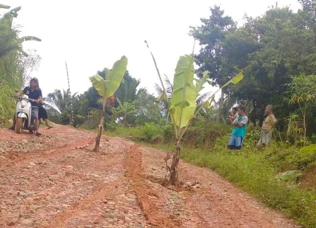 Keluhkan Jalan Rusak, Warga Tanam Pisang