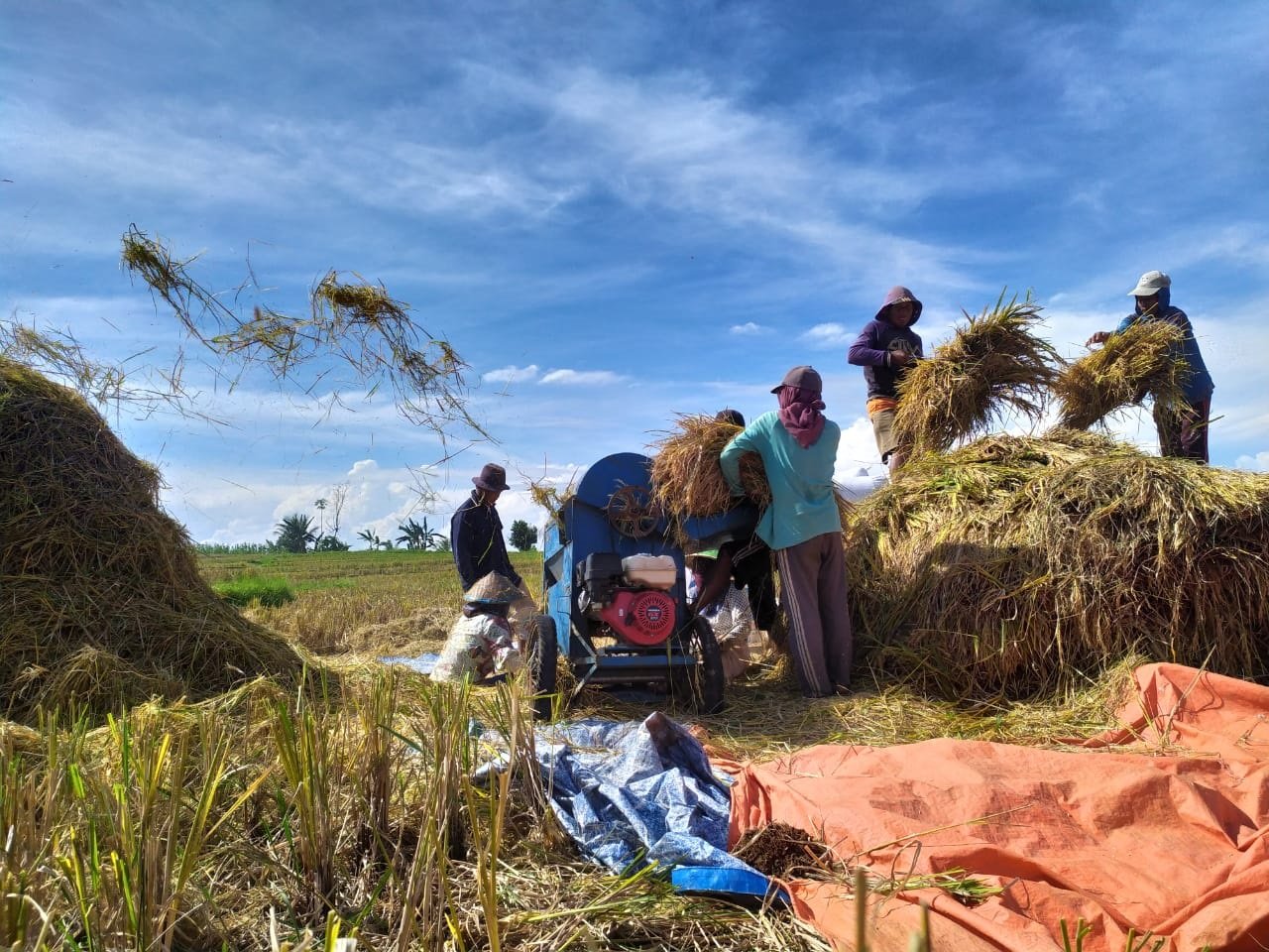 Impor Beras Batal ? Ini Kata Petani