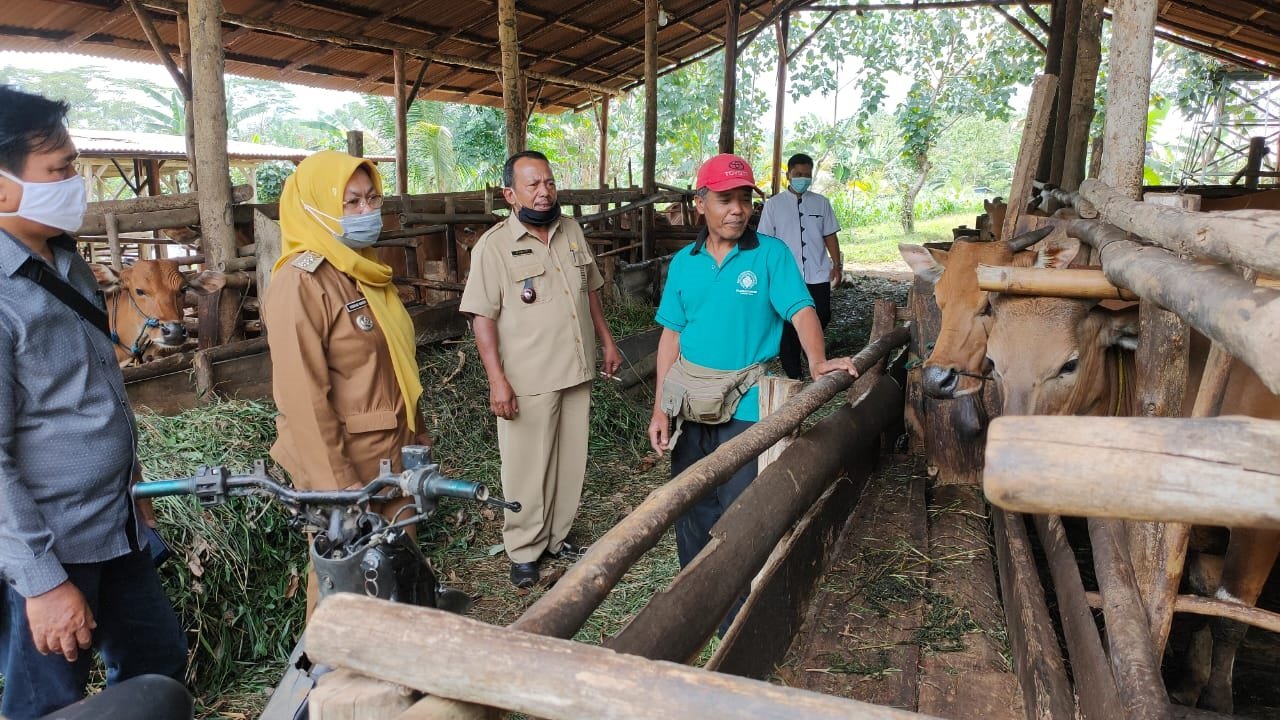 Pemdes Marga Jaya Bakal Bangun Tugu Sapi