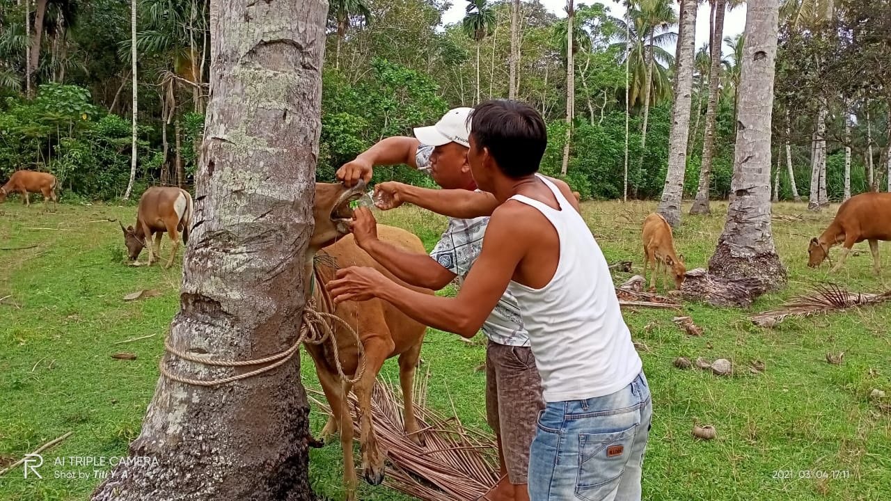 Diduga Virus Jembrana, Sapi Warga Dijual Murah