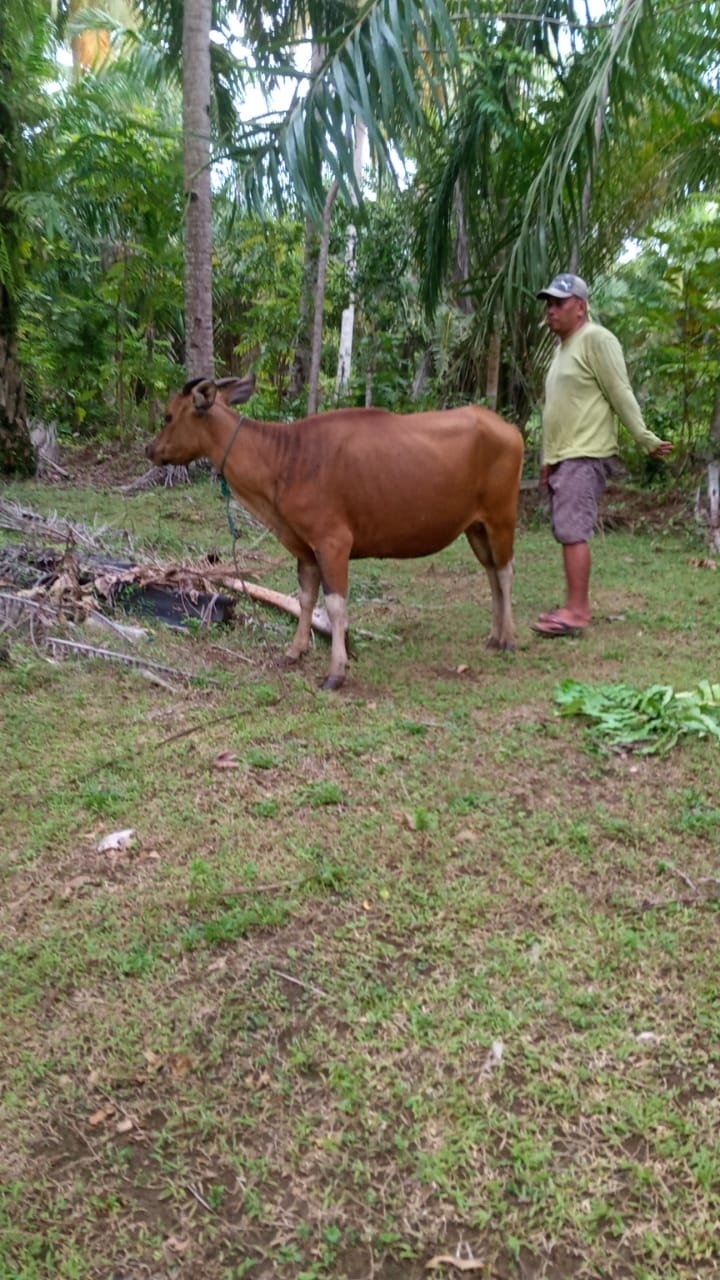 Penangkal Virus Jembrana Dinanti Peternak