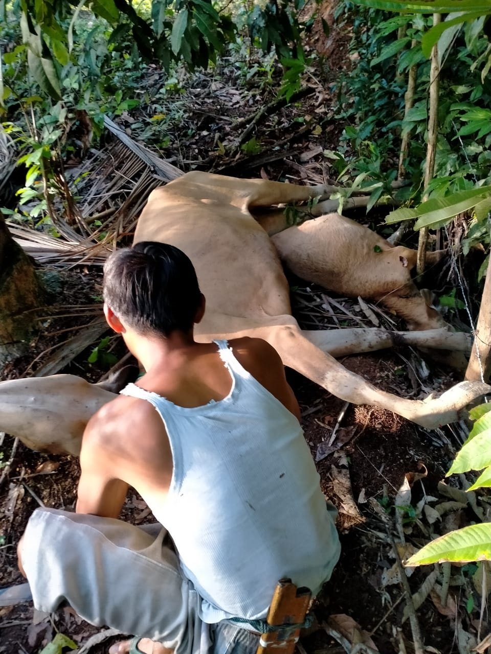 Puluhan Sapi Mati Misterius