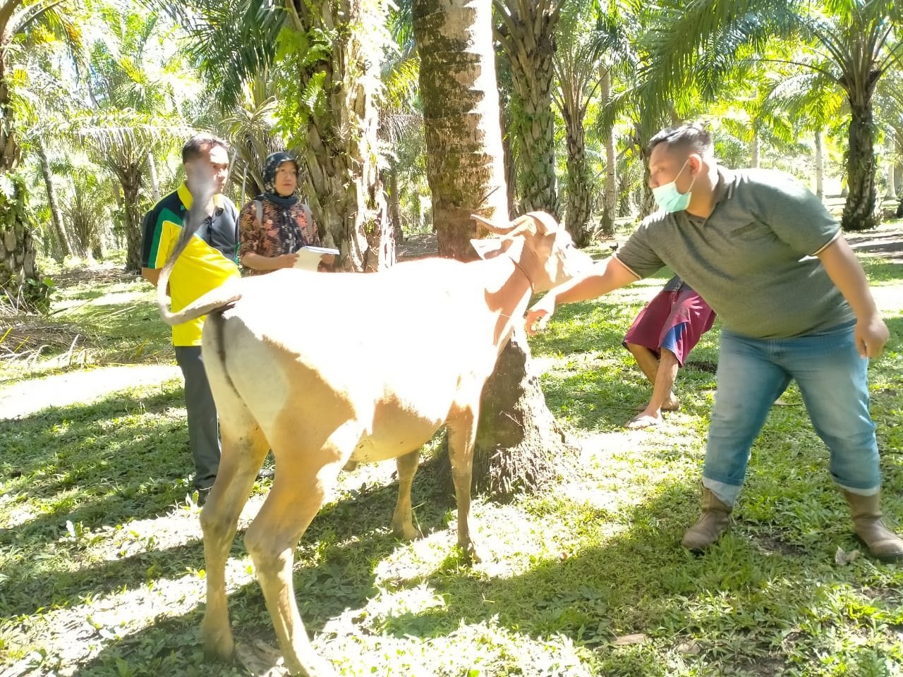 Antisipasi Penularan Jembrana, Puluhan Sapi Divaksin