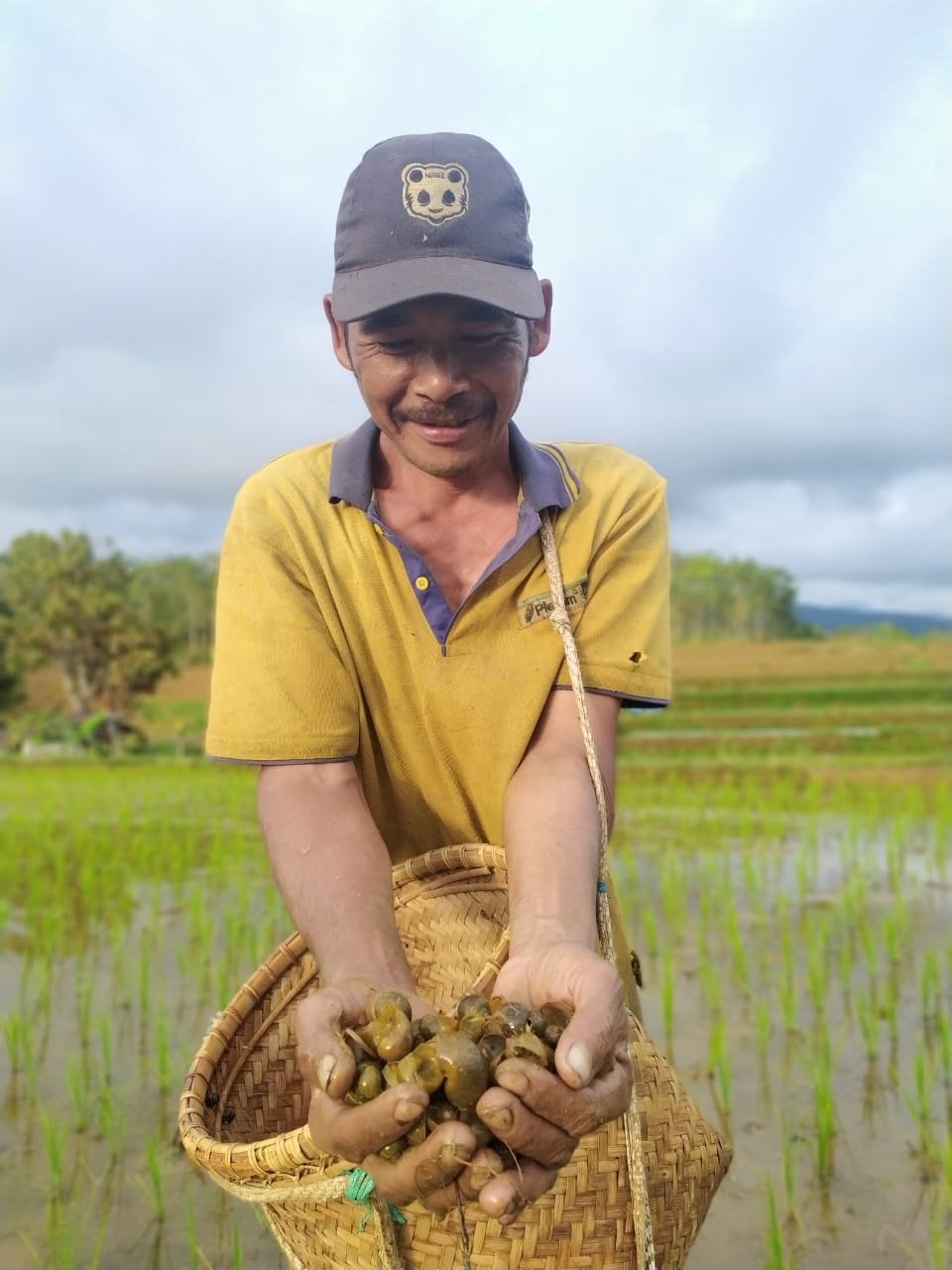 Keong Mas, Serbu Padi Petani