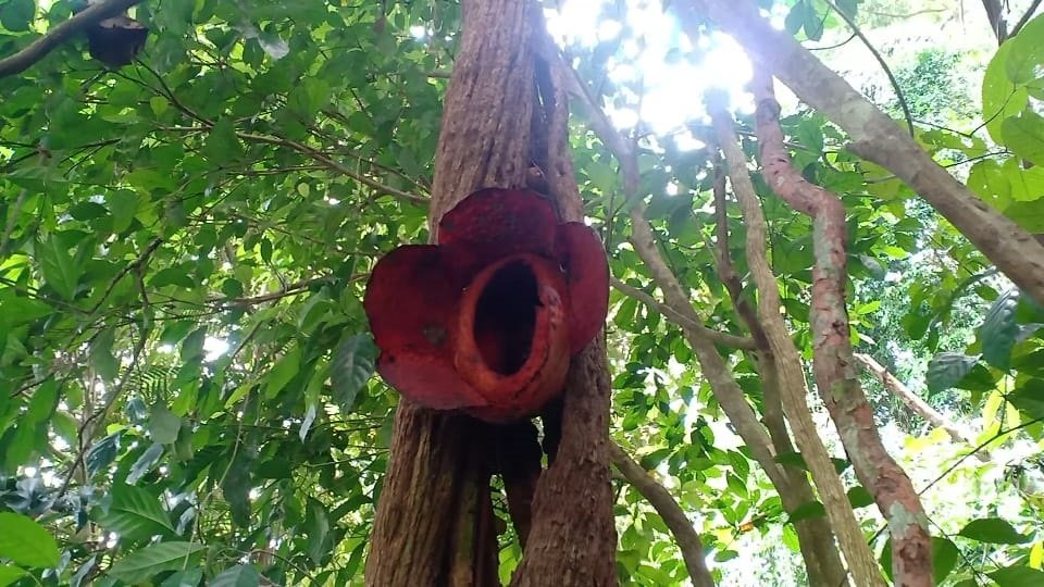 Pelestarian Flora Langka, Perlu Upaya Ekstra