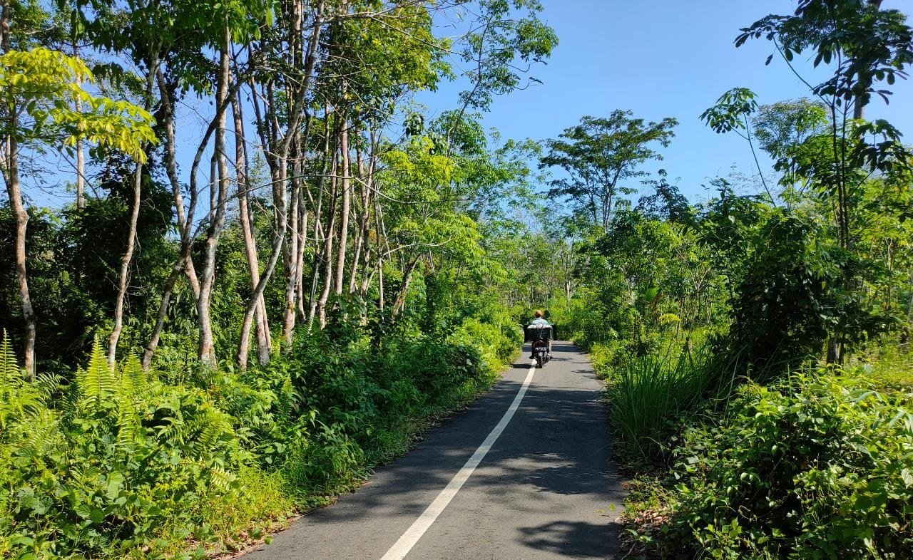 BPJN Identifikasi Pohon Yang Berpotensi Tumbang