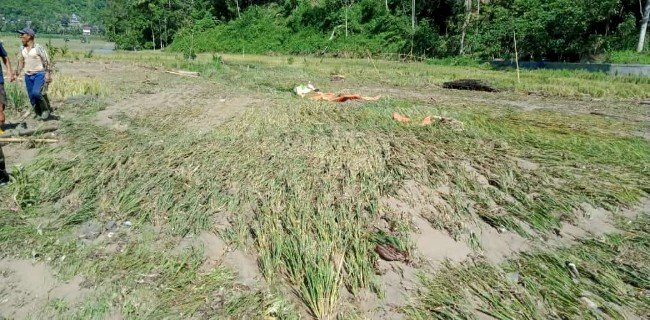 68 Hektar Sawah Warga Desa Kota Donok Gagal Panen