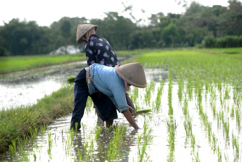 Kebijakan Pemerintah Dinilai Belum Terbukti, Petani Harus Mandiri