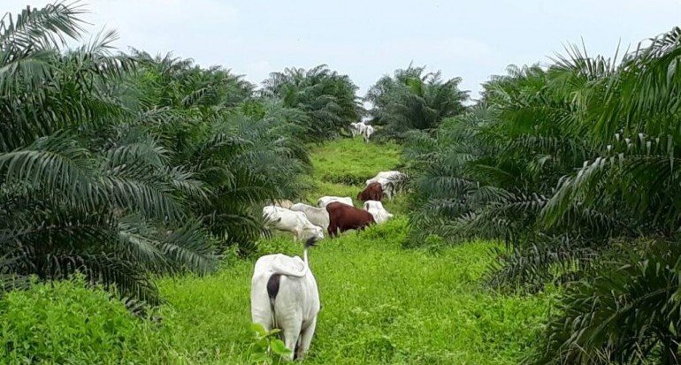 Pemprov Dorong Integrasi Kebun Sawit Dengan Ternak