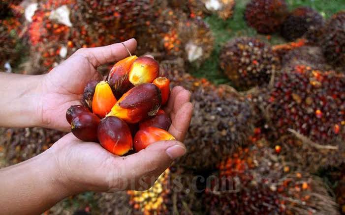 Satu Pabrik Off, Harga Sawit Rp 2.320/Kg