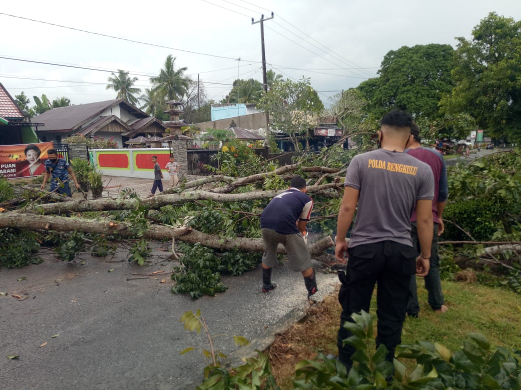 Pohon Tumbang Nyaris Hantam Kendaraan