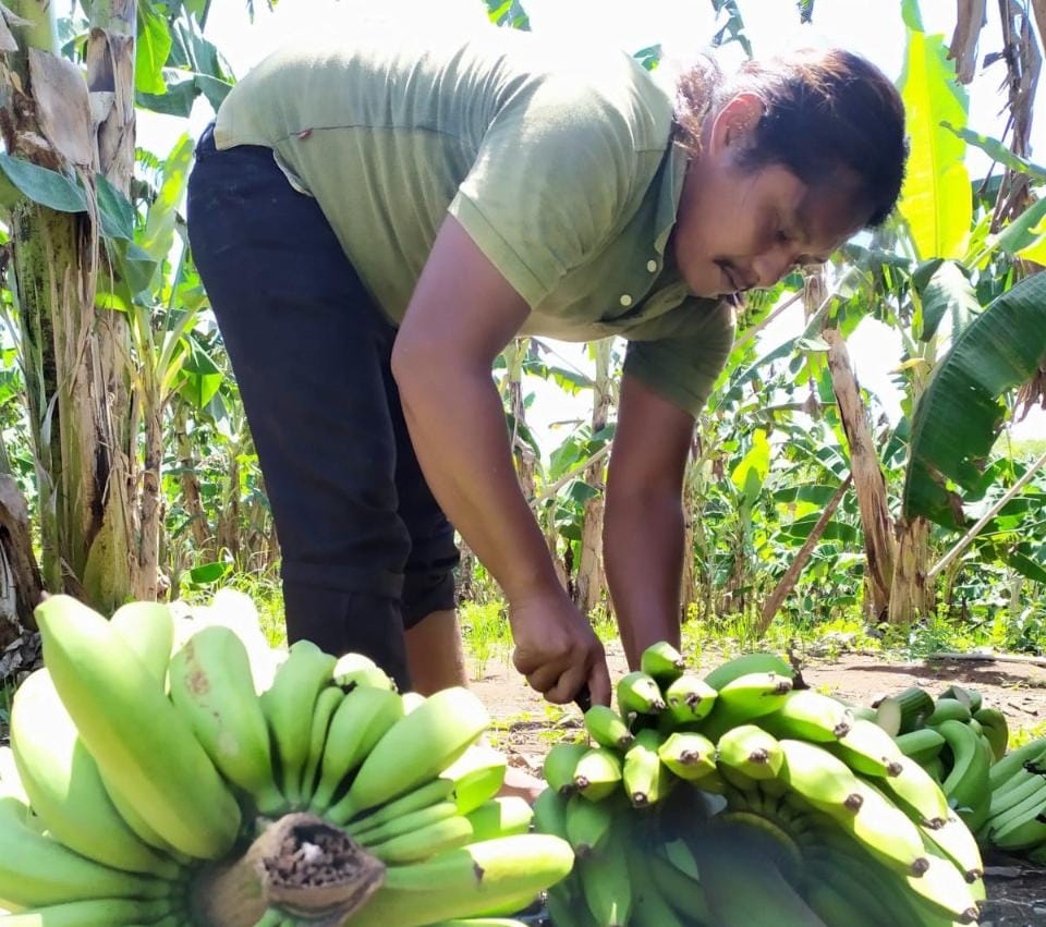 Ada Kemungkinan, Gedebog Pisang Bakal Laku Dijual