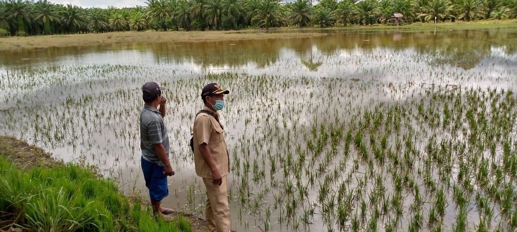 Padi Petani Gunung Payung Terancam Membusuk