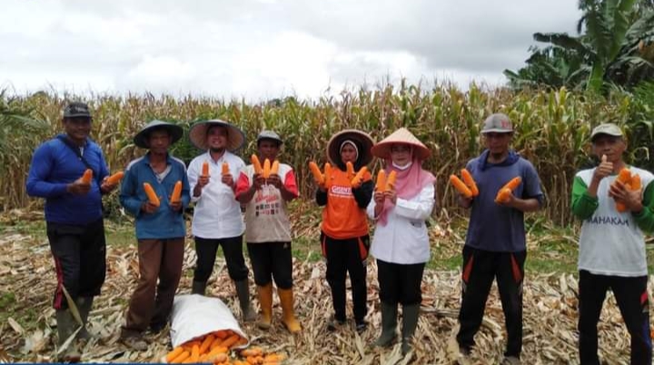 Hasil Panen Jagung di Mukomuko Meningkat