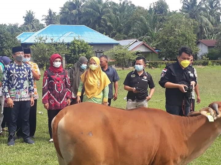 Belasan Poktan Dapat Bantuan 121 Ekor Sapi