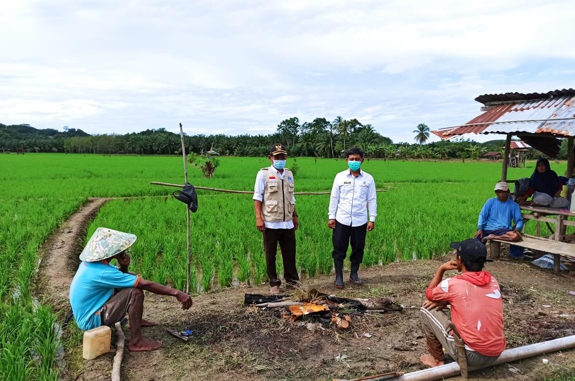 Camat ke Sawah, Petani Ngadu ke Dinas