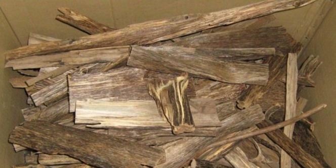 Harga 1 Kg Kayu Ini Capai Rp 128 Miliar