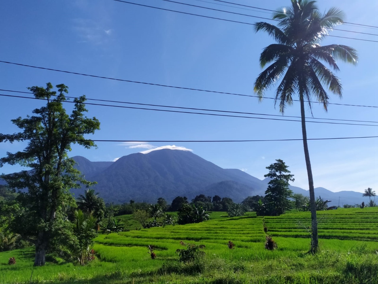 Tiga Saluran Untuk Perusak Hutan