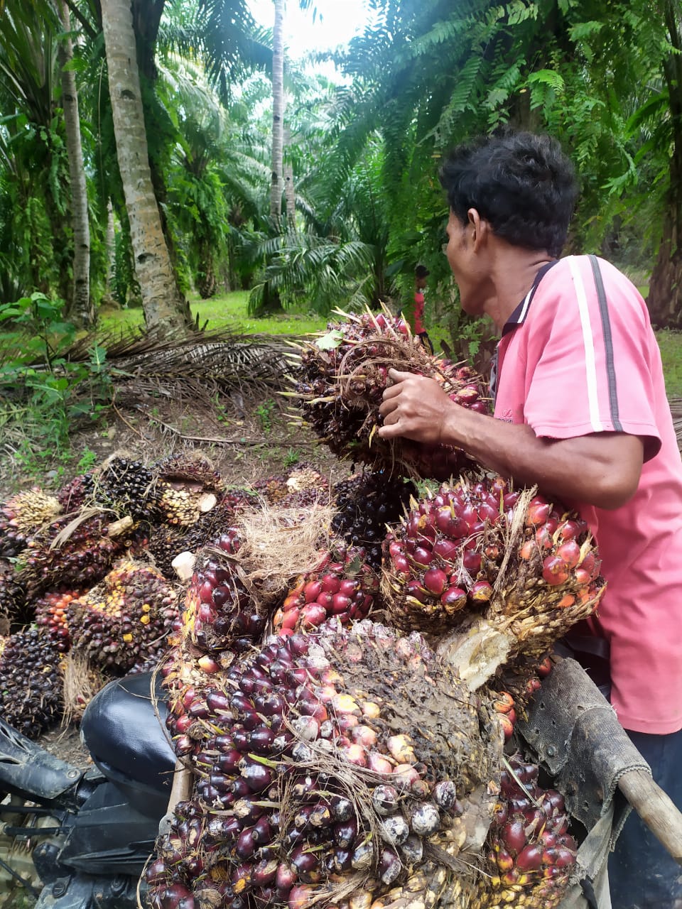 Kebijakan DMO Berdampak Turunnya Harga Sawit?