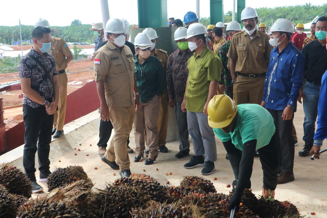 Harga TBS Terjun Bebas