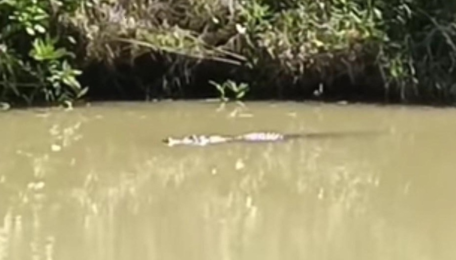 Buaya di Urai Dalam Pantauan BKSDA