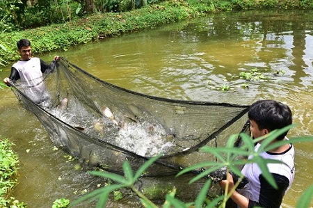 Target Produksi Ikan Air Tawar 7.012 Ton