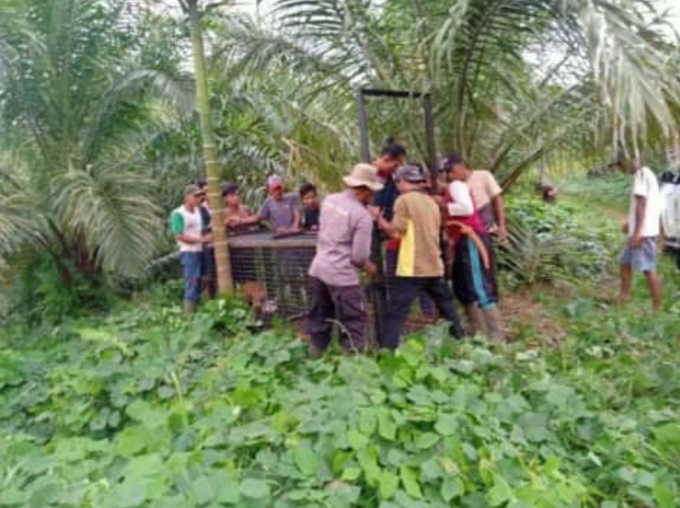 BKSDA Pasang Perangkap Harimau