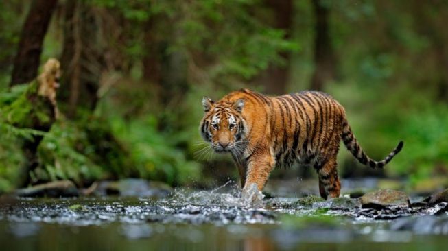 BKSDA “Giring” 4 Harimau Kembali ke Hutan