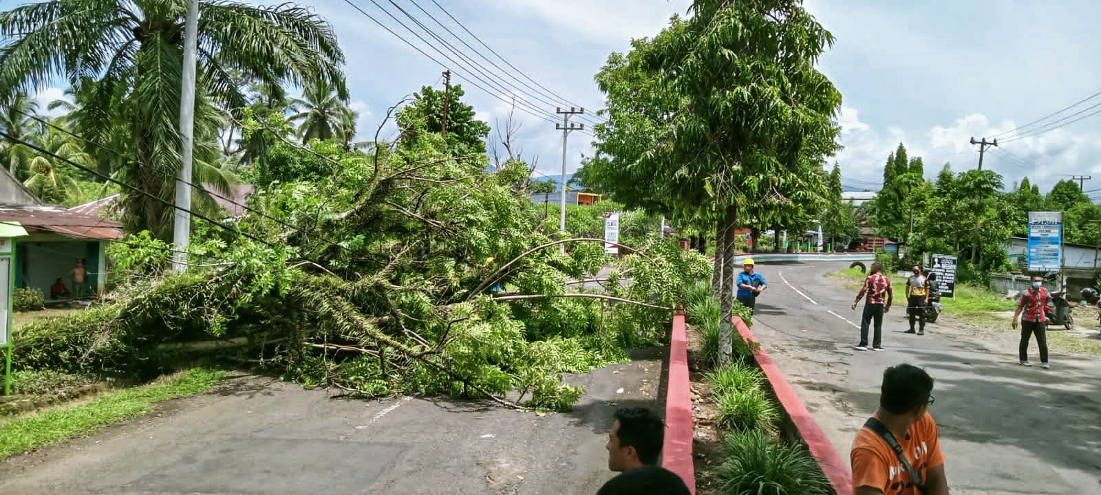 Banyak Pohon Tumbang di Tepi Jalan, Warga Minta Ditebang