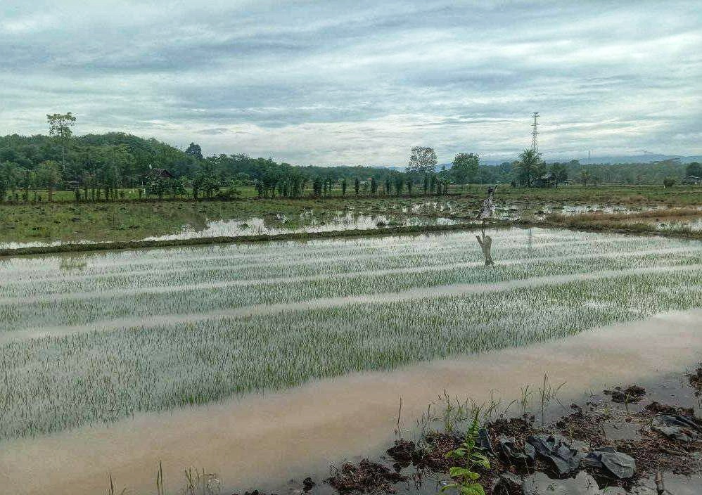 Sawah Terendam Banjir, Petani Harapkan Bantuan Bibit