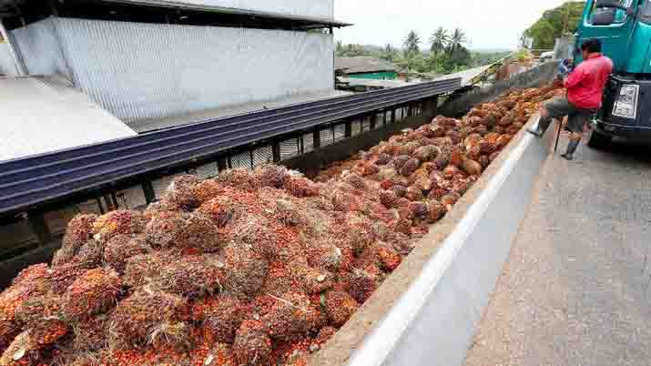 Atasi Minyak Goreng Langka, Pemda Harus Pikirkan Industri Hilir CPO