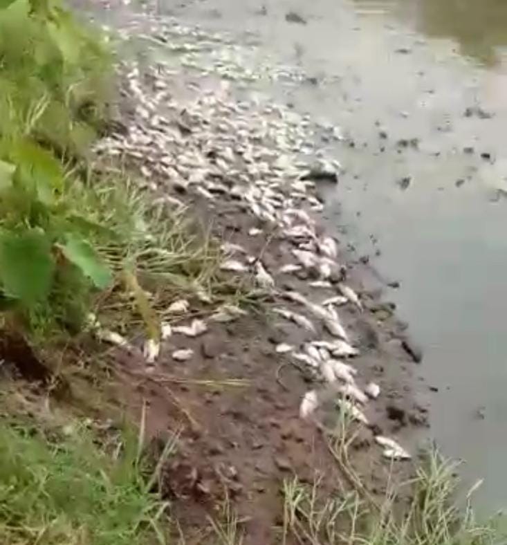 Mati Mendadak, Petani Ikan Merugi Ratusan Juta