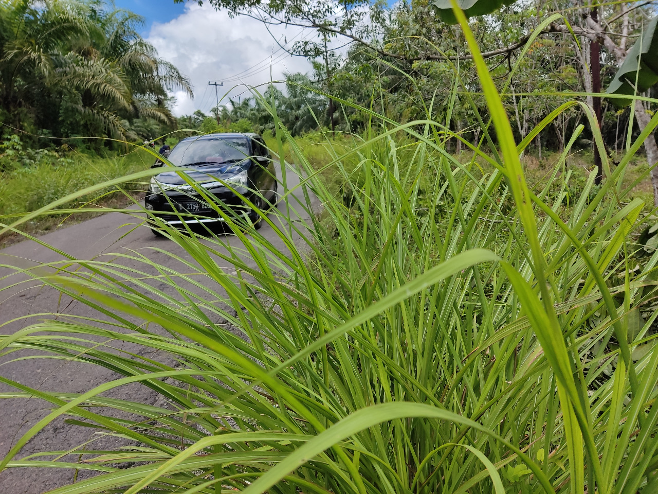 Selain Berlobang, Jalan Tengah Mulai Ditumbuhi Semak Belukar