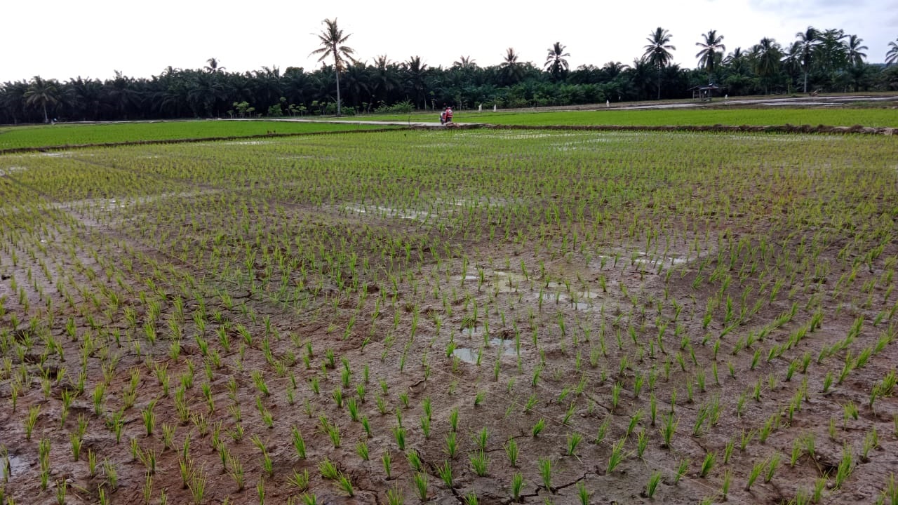 Kekeringan, Puluhan Hektar Padi Sawah Terancam Mati