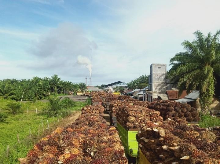 Terjun Bebas, Harga TBS Dibawah Rp 2.000/Kg