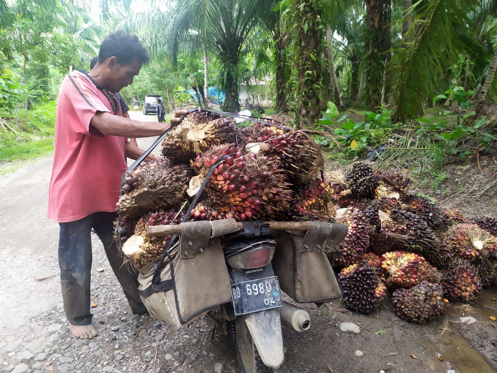 Tunggu Kabar Sawit