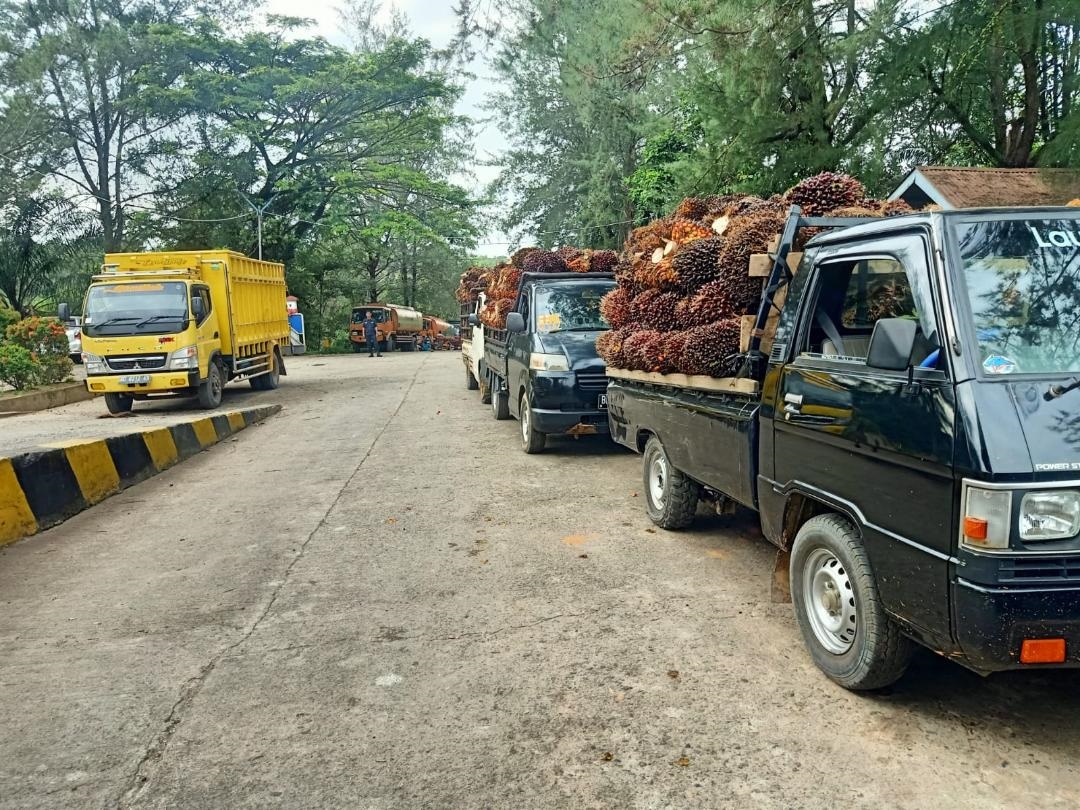 Pabrik Kesulitan Jual CPO, Harga di BU Mulai Naik