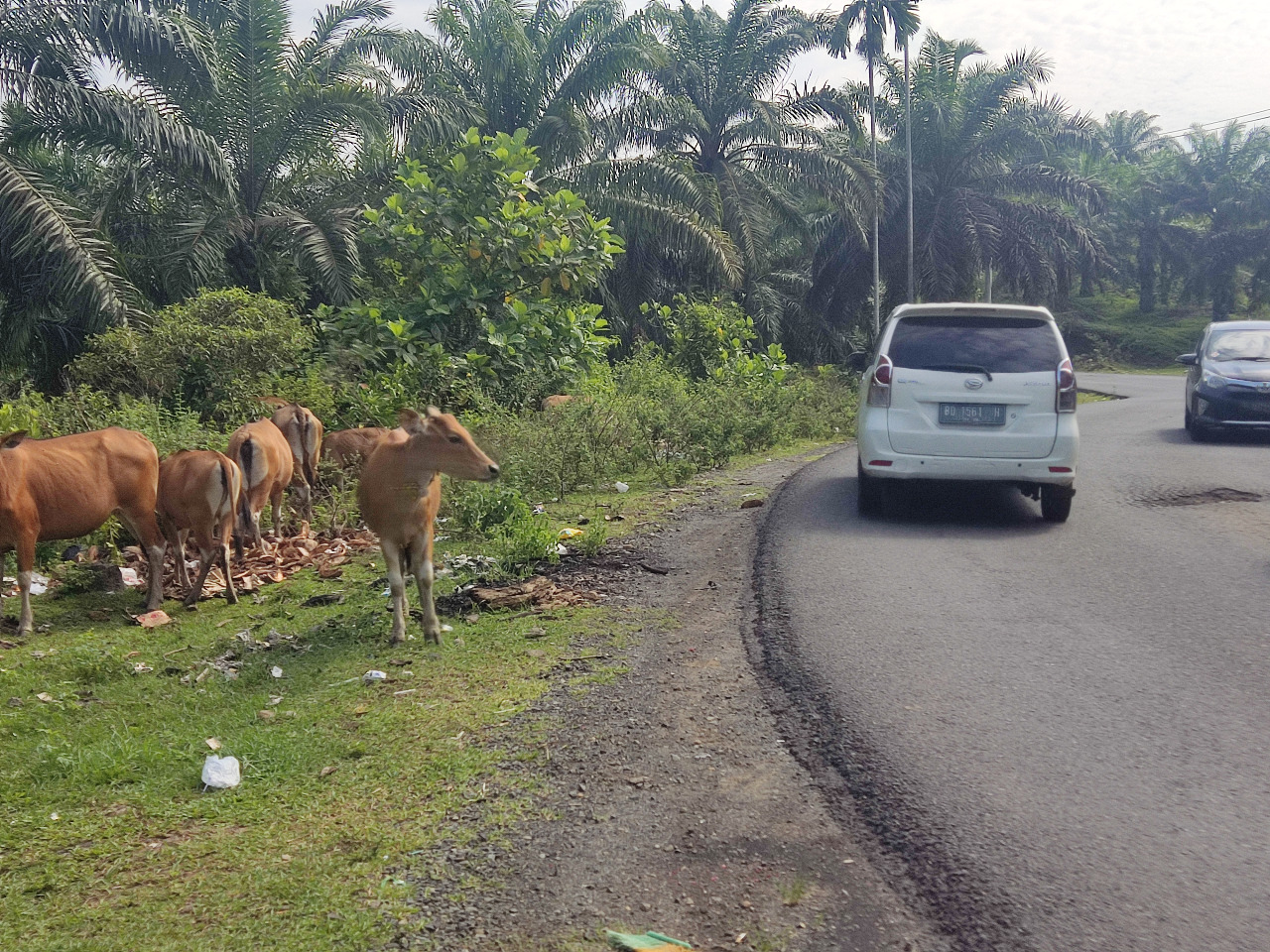 Gerombolan Sapi Masih Kuasai Jalan