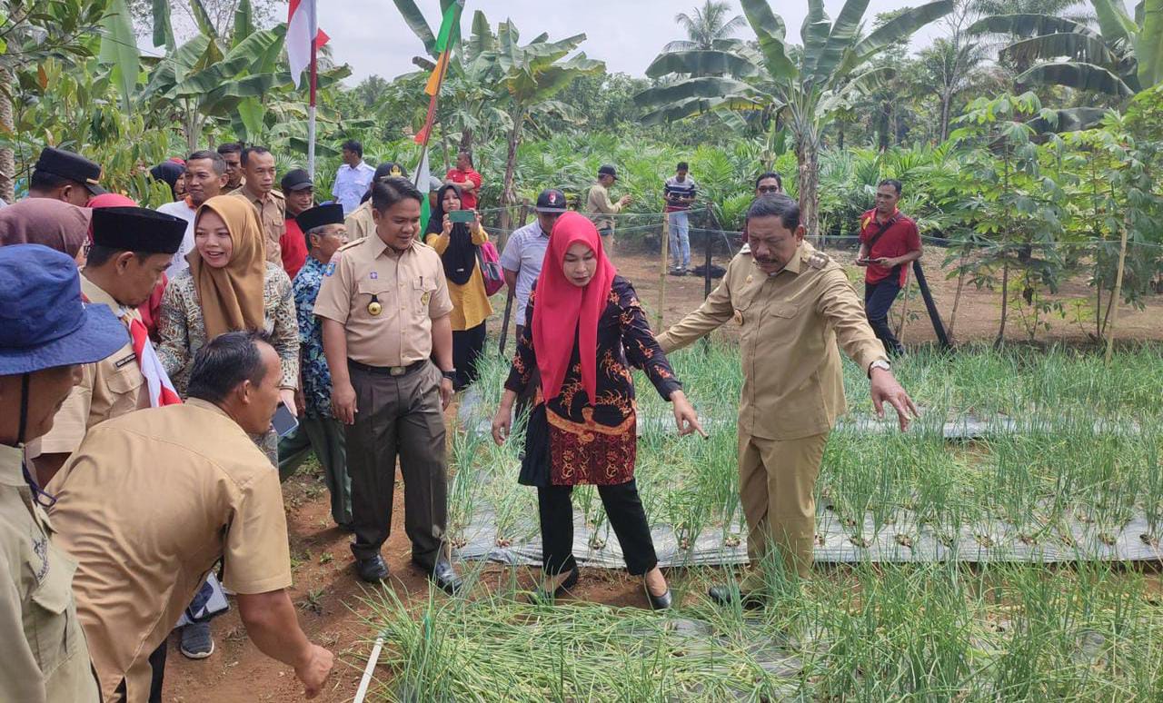 Bupati Bengkulu Utara Panen Perdana, Program Bawang Merah di Arga Mulya Sukses