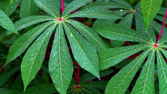 Tak Hanya Jadi Menu Wajib di Rumah Makan Padang, Daun Singkong Ternyata Baik untuk Kesehatan