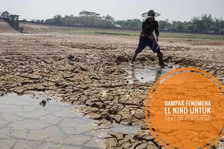 Fenomena El Nino Landa Indonesia, Berikut Penjelasan dan Dampak yang Ditimbulkan