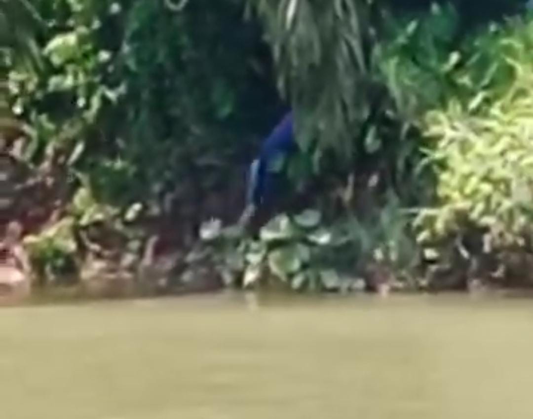 Cari Lokan di Sungai, Pria di Mukomuko Tewas Diterkam Buaya