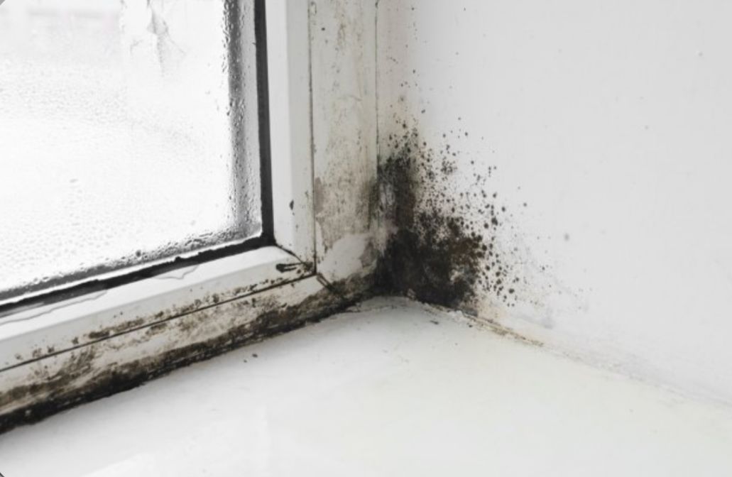 Cara Menghilangkan Black Mold atau Jamur Hitam di Dinding yang Membahayakan Kesehatan 